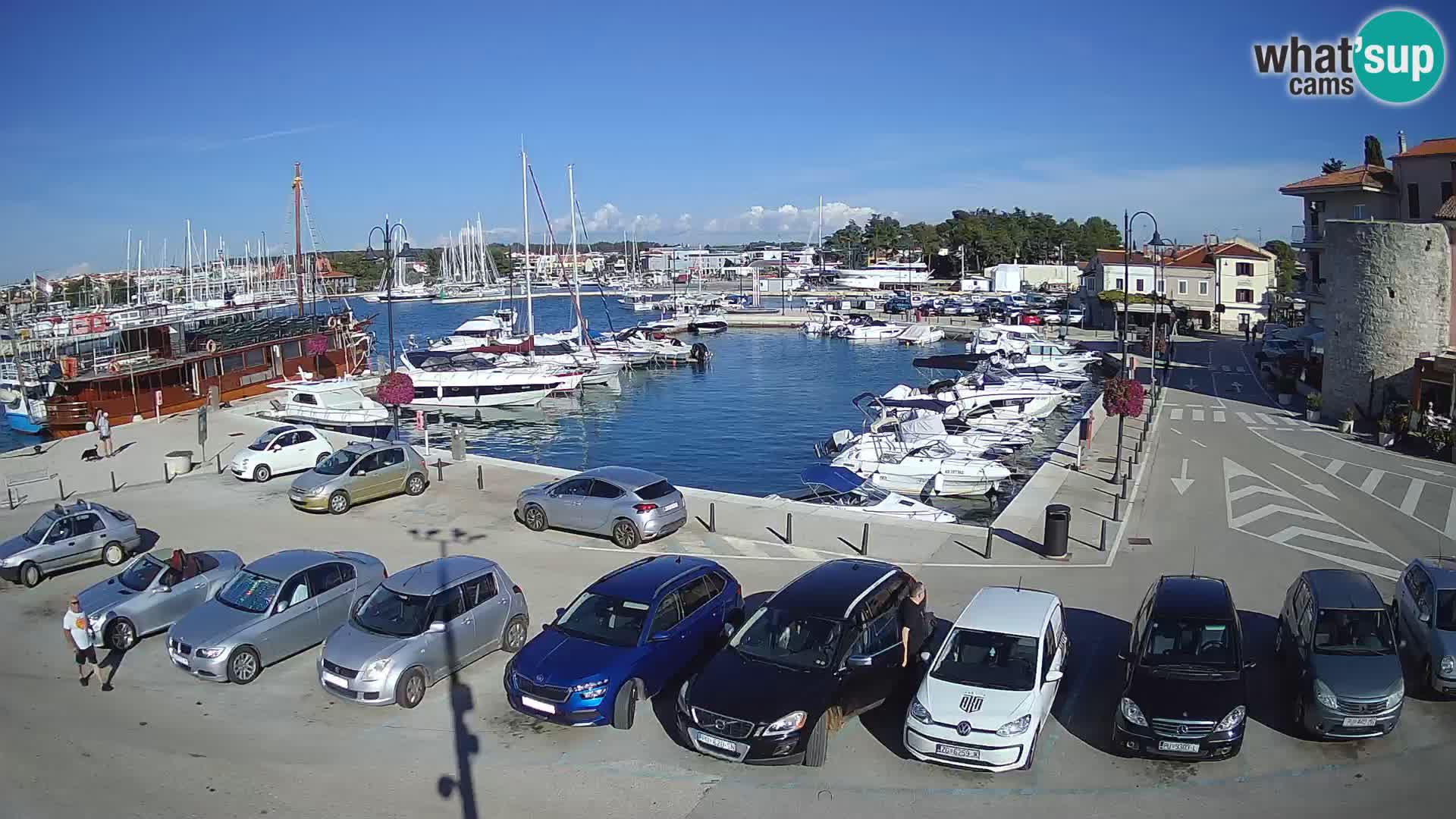 Novigrad | Porporela marina