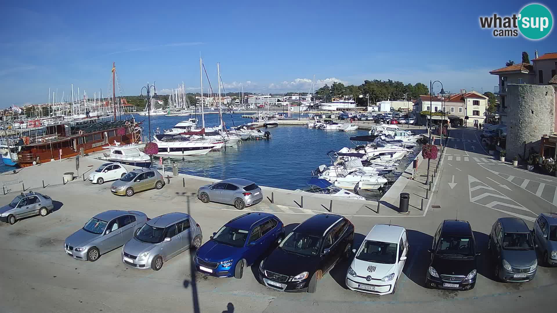 Novigrad | Porporela marina