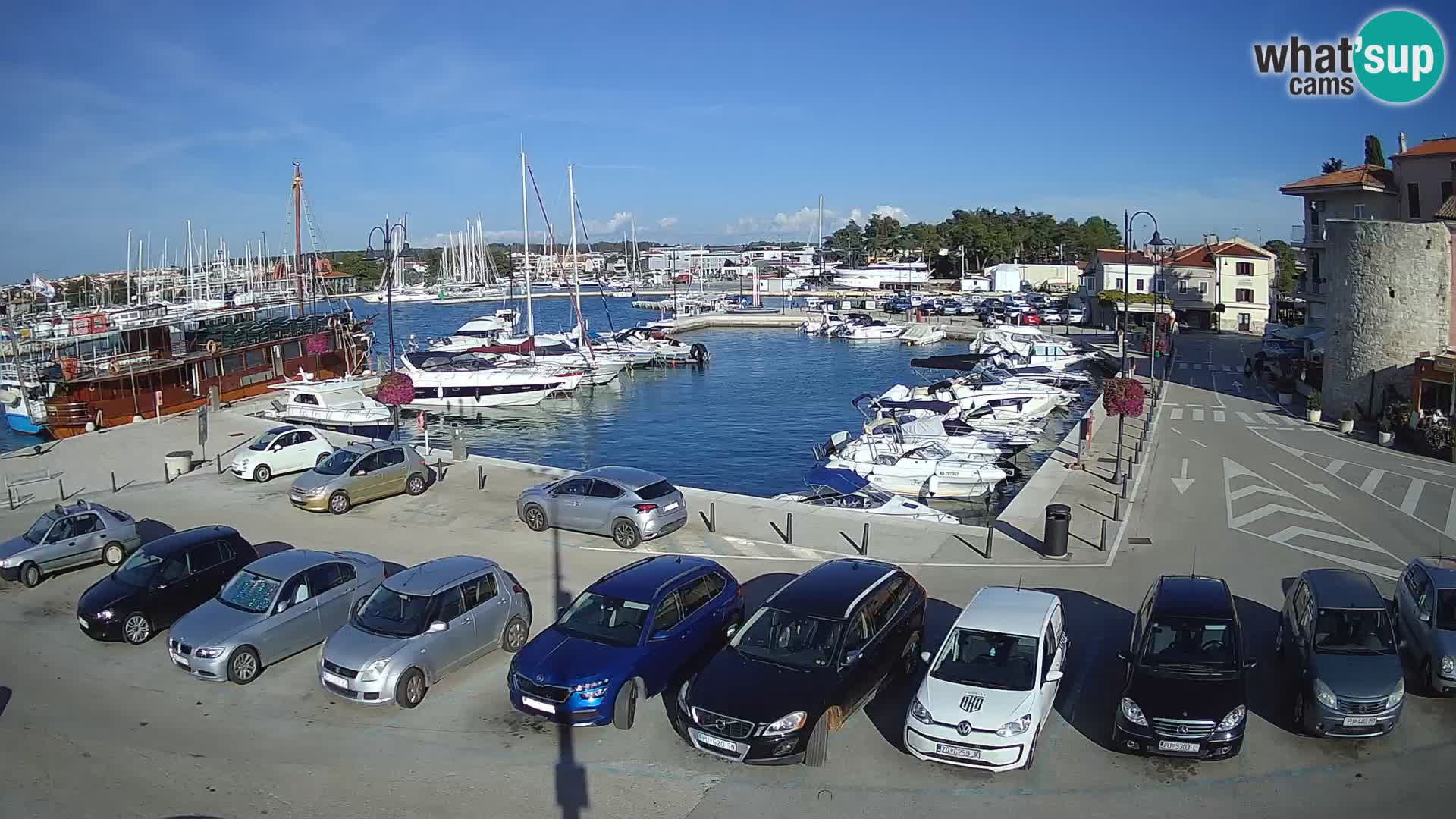 Novigrad | Porporela marina