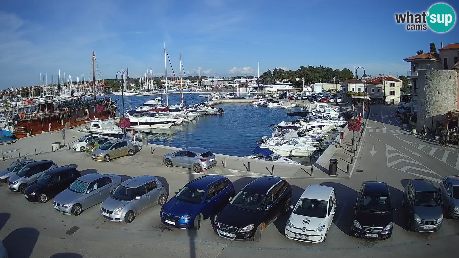 Novigrad | Porporela marina