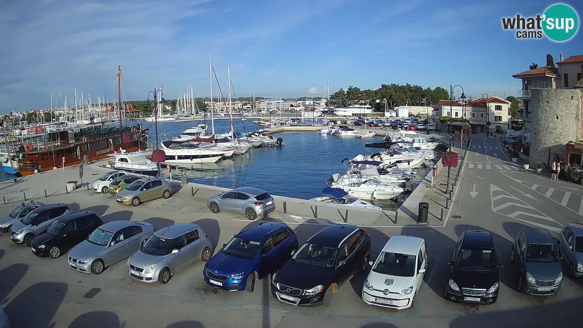 Novigrad | Porporela marina