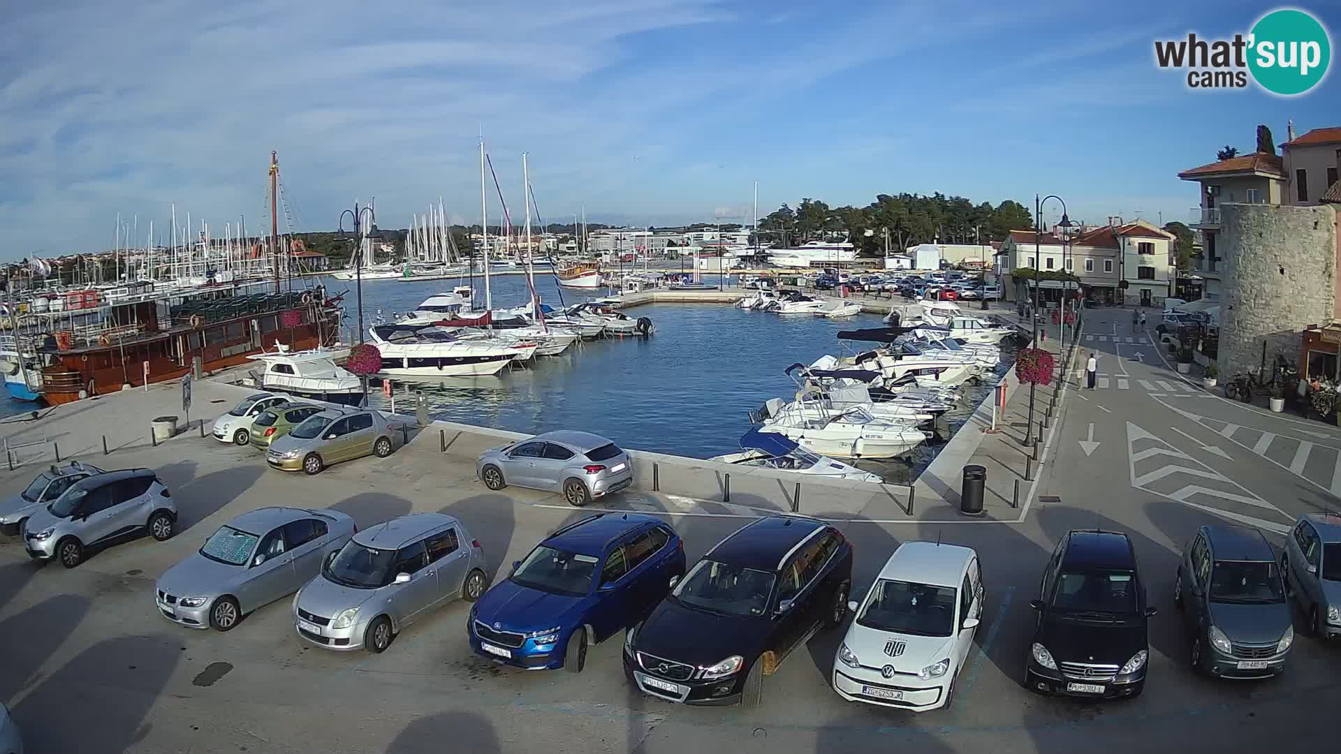 Novigrad | Porporela marina