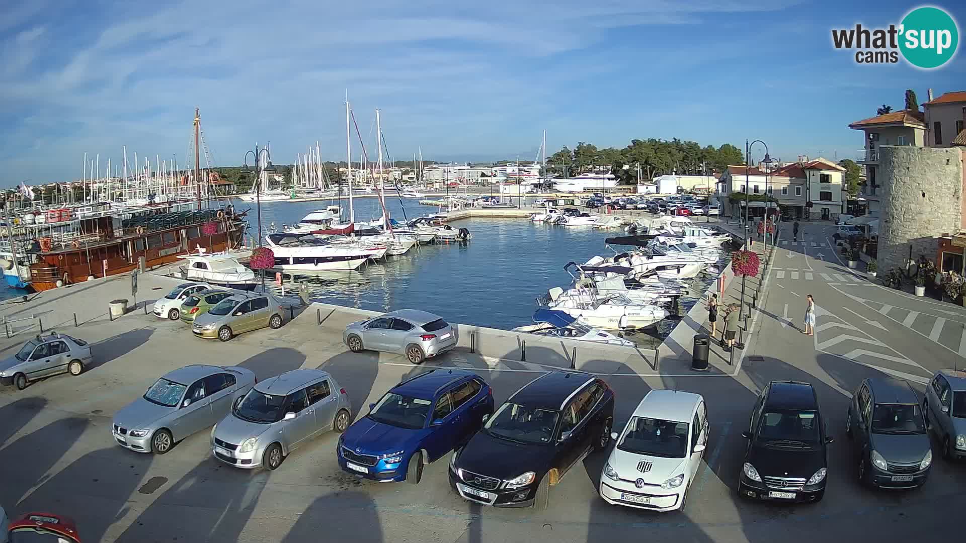 Novigrad | Porporela marina