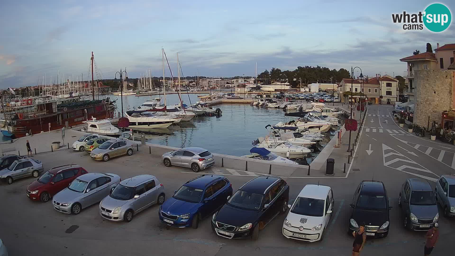 Novigrad | Porporela marina