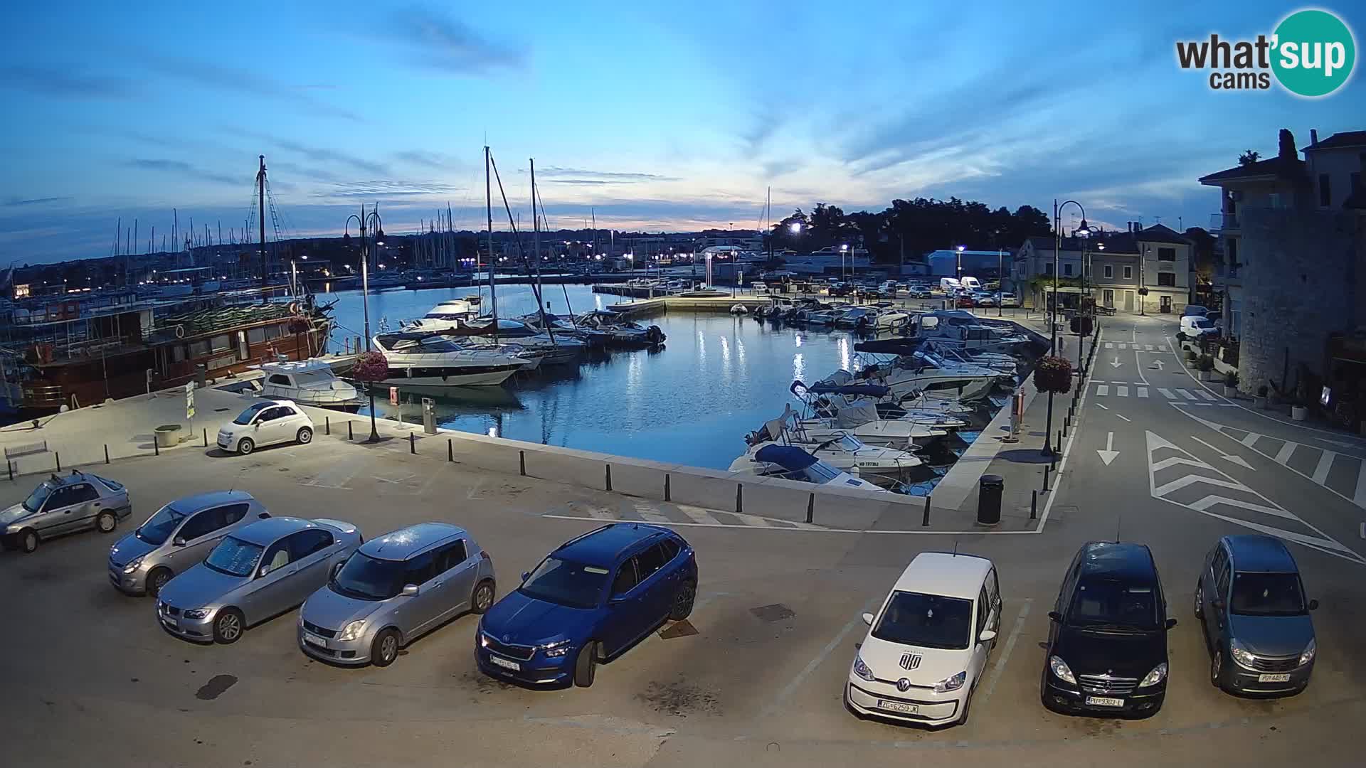 Novigrad | Porporela marina