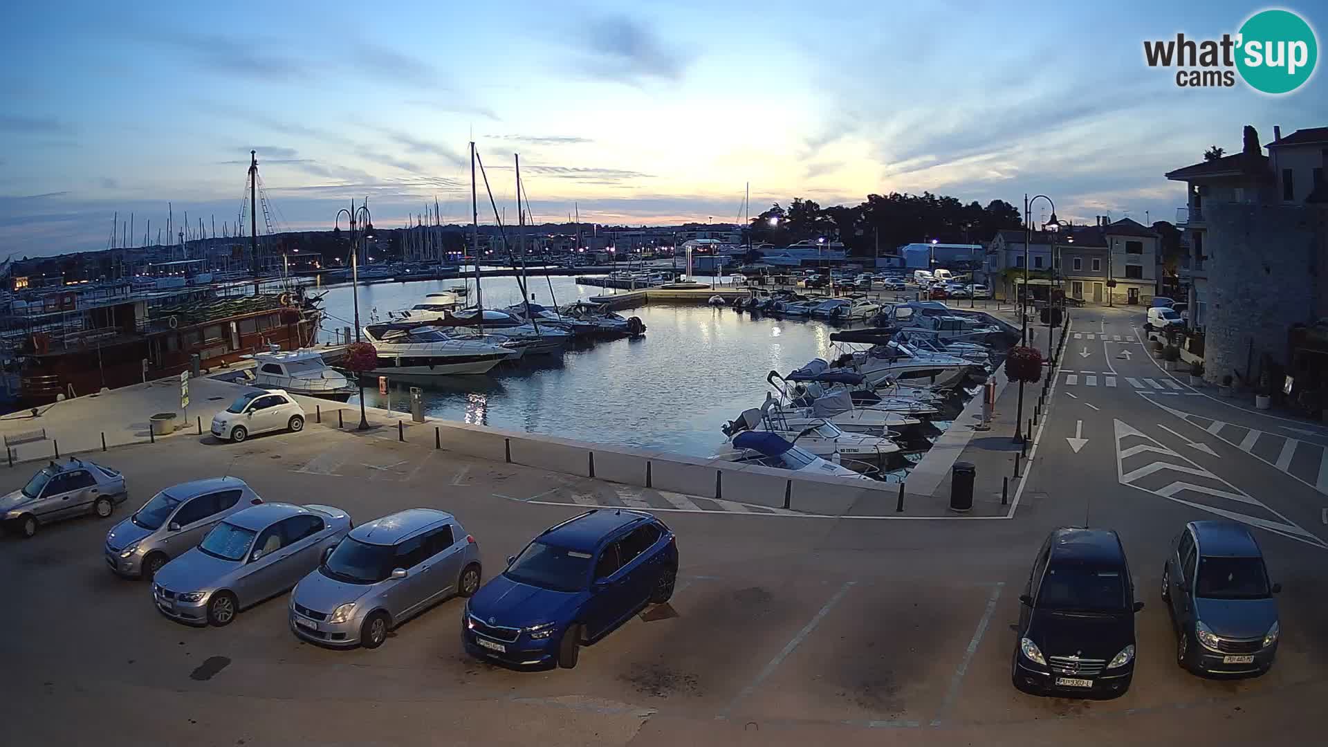 Novigrad | Porporela marina