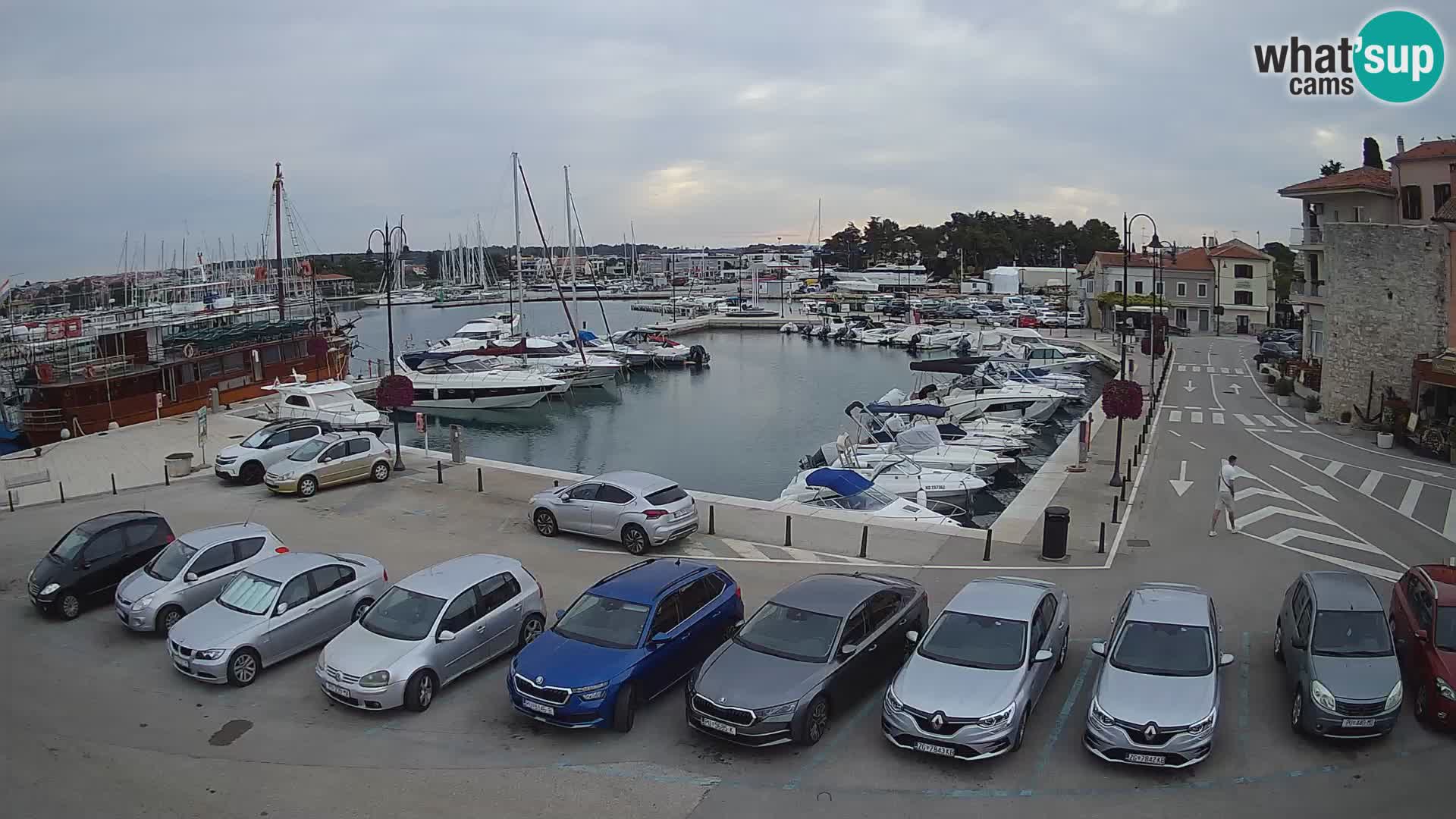 Novigrad | Porporela marina