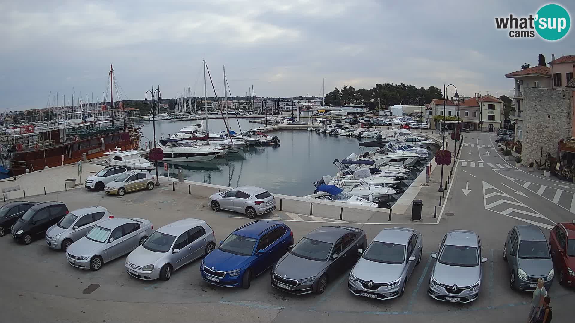 Novigrad | Porporela marina