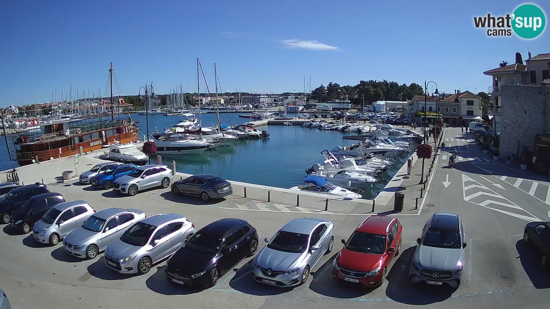 Novigrad | Porporela marina