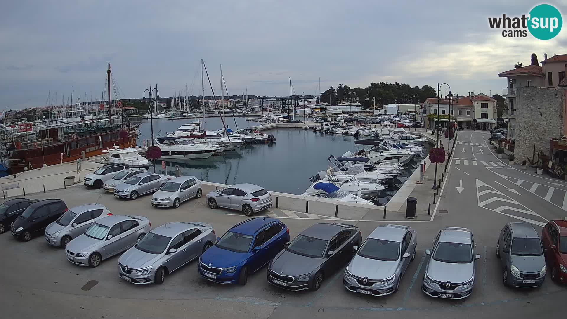 Novigrad | Porporela marina