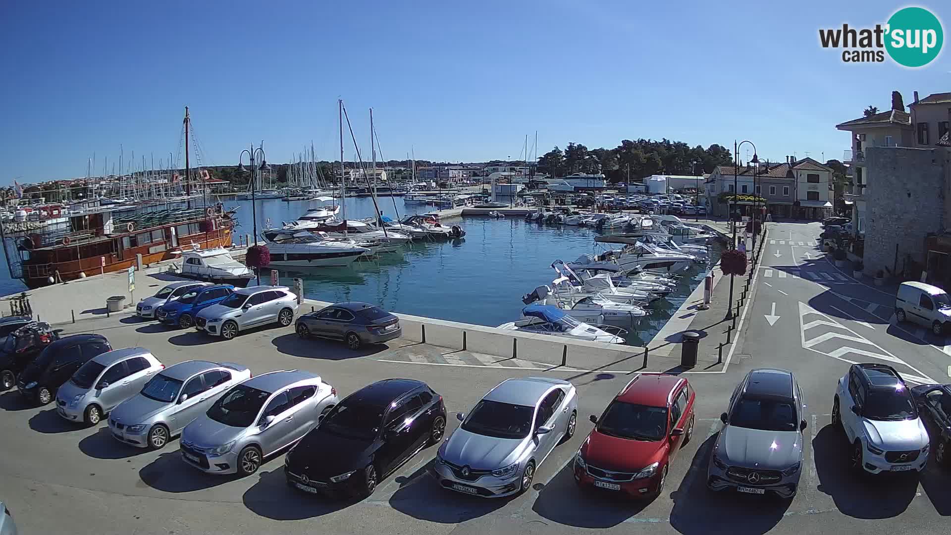 Novigrad | Porporela marina