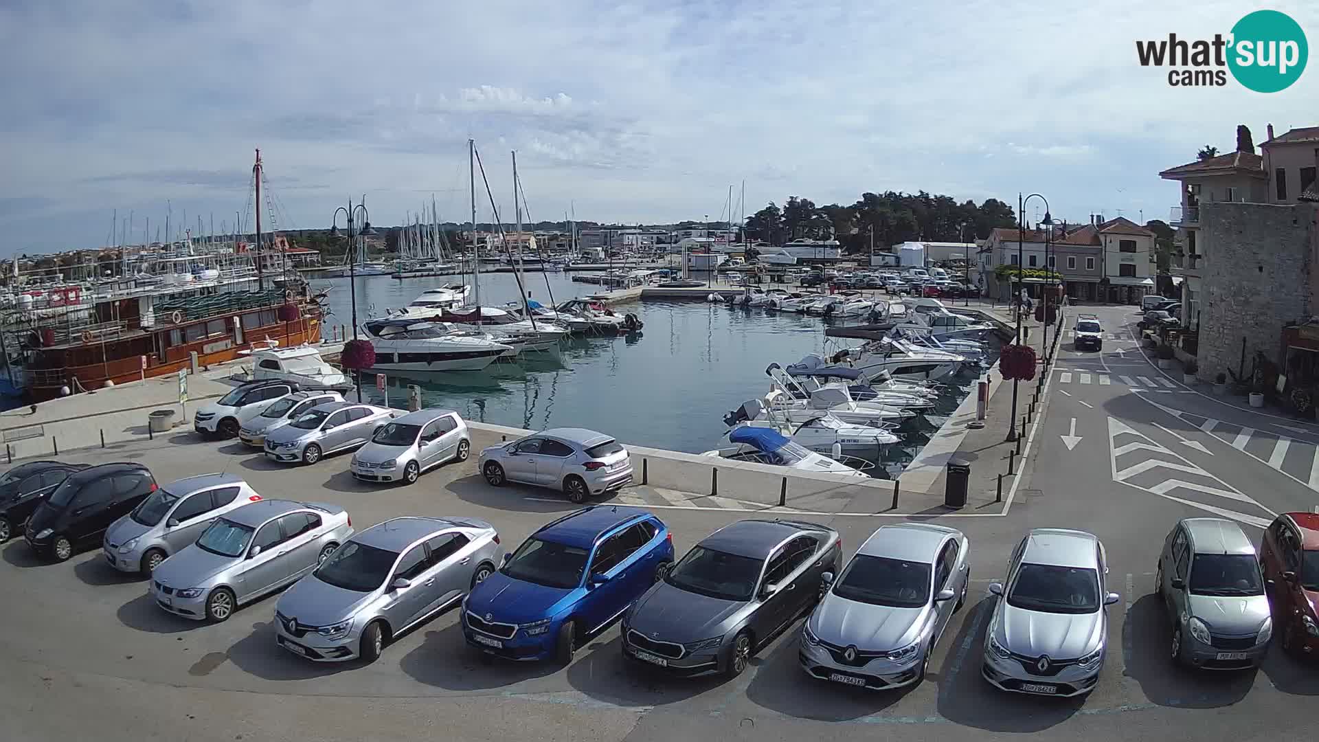 Novigrad | Porporela marina