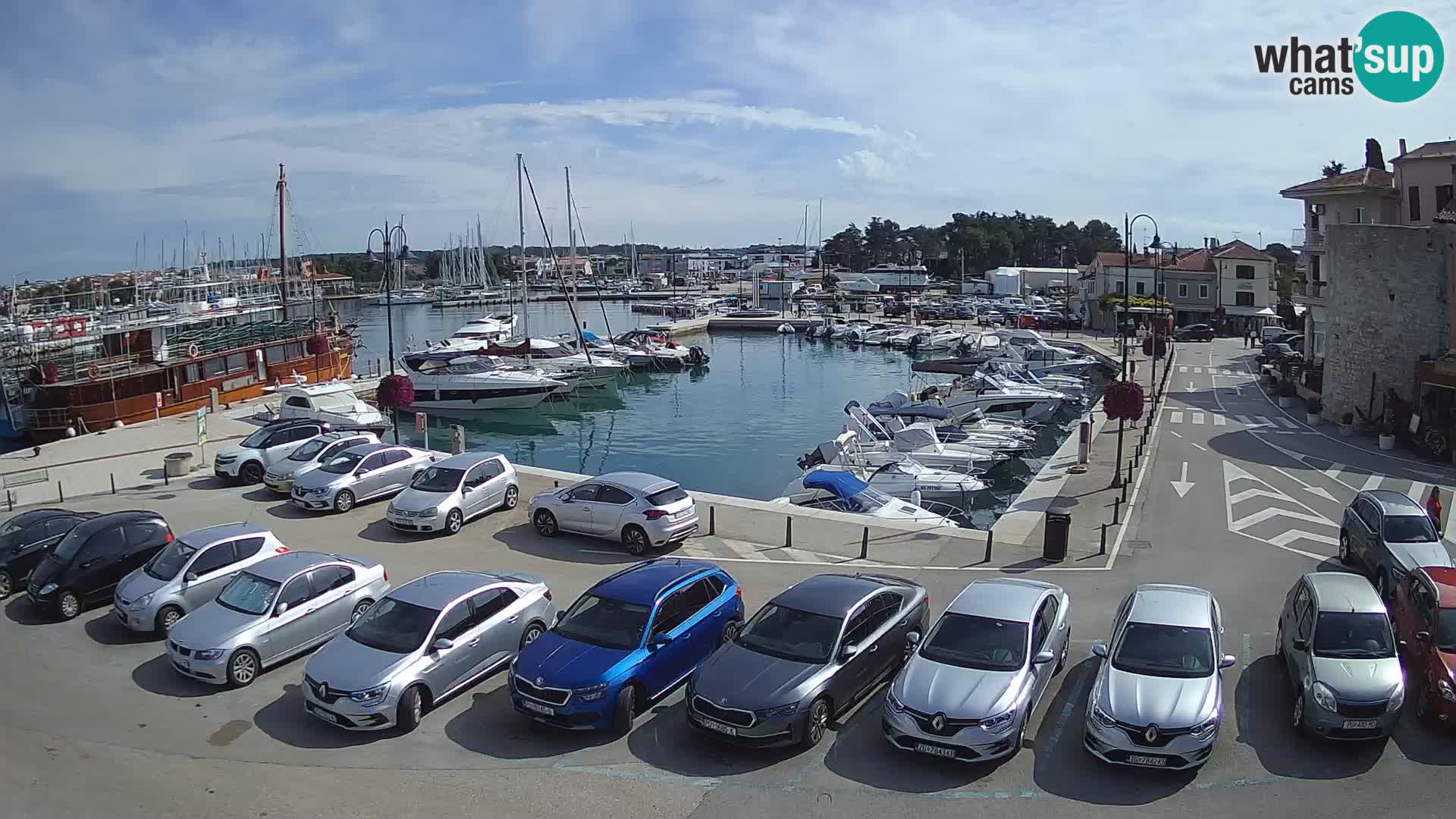 Novigrad | Porporela marina