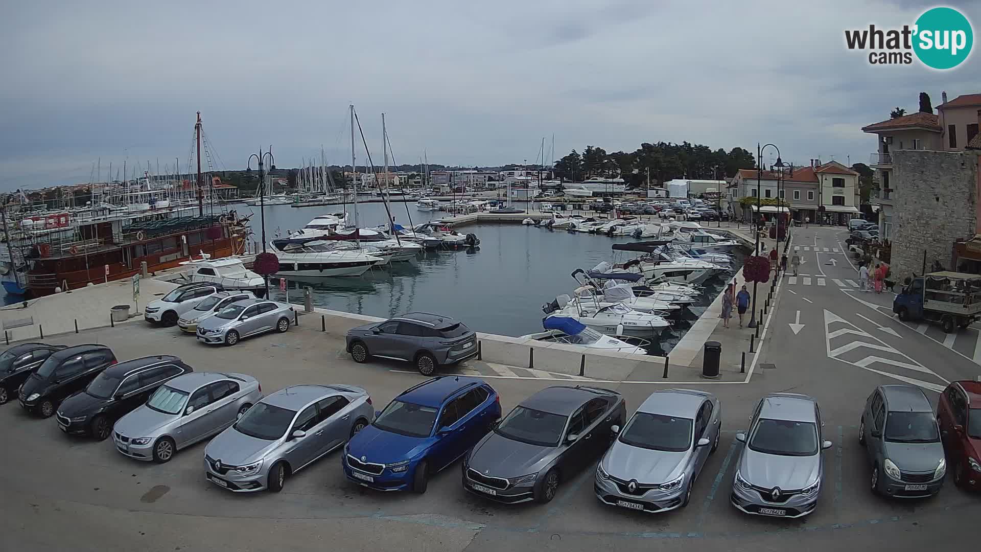 Novigrad | Porporela marina