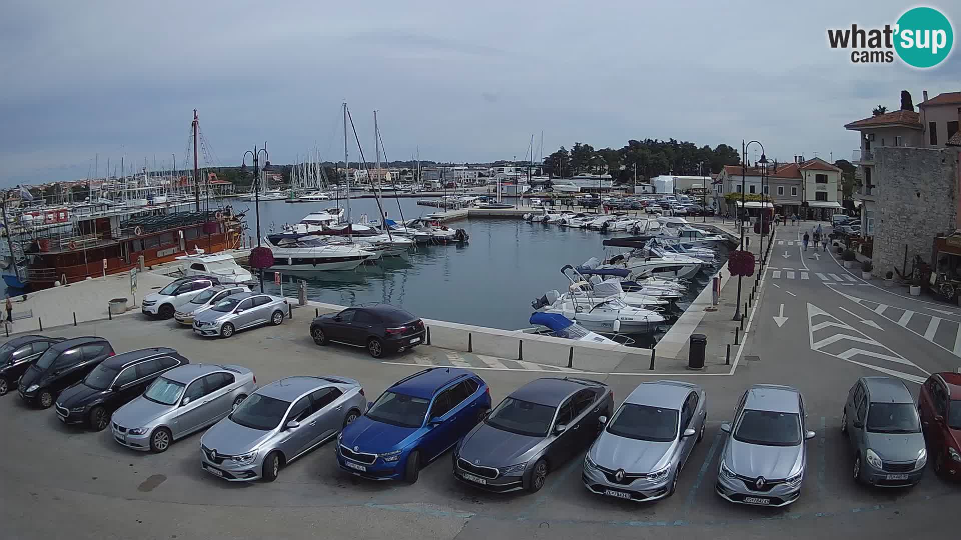 Novigrad | Porporela marina