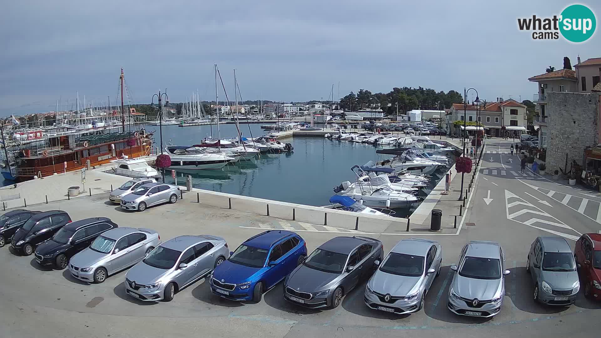 Novigrad | Porporela marina