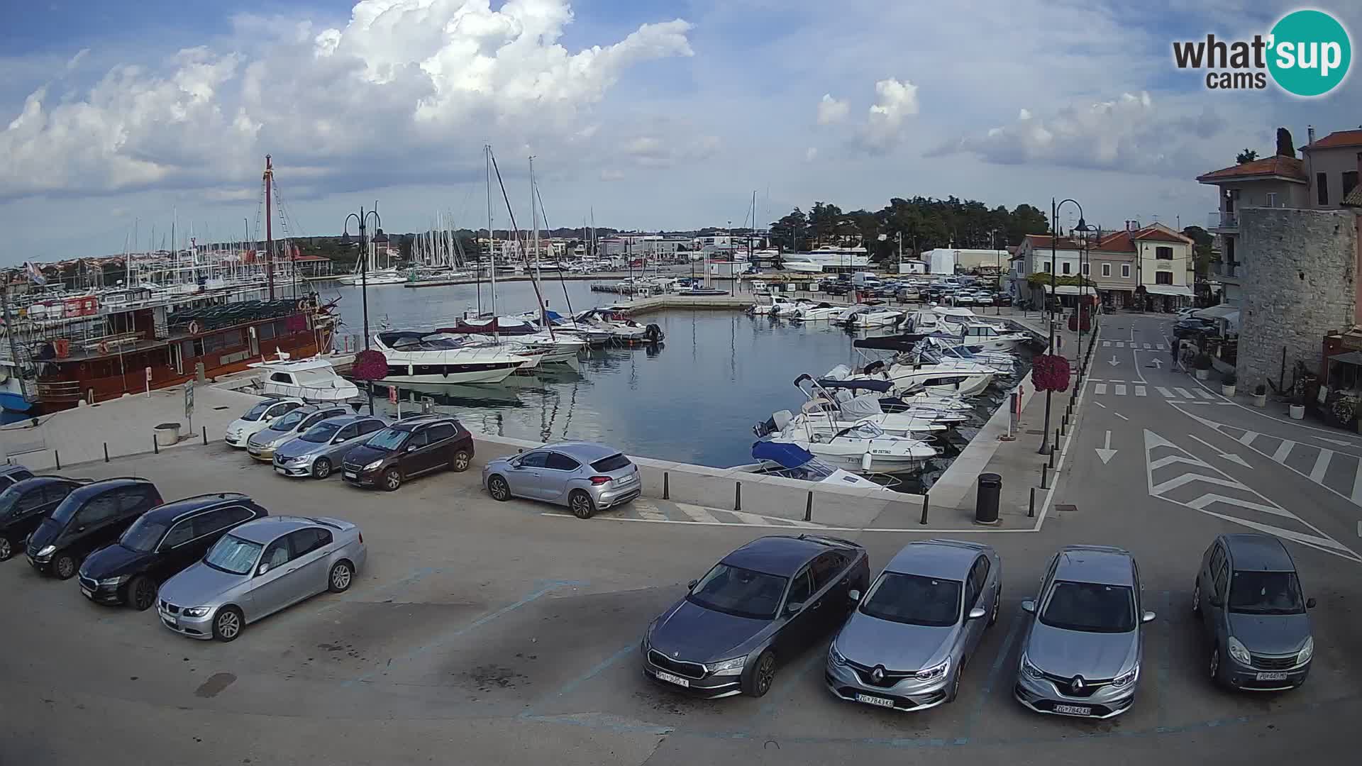 Novigrad | Porporela marina