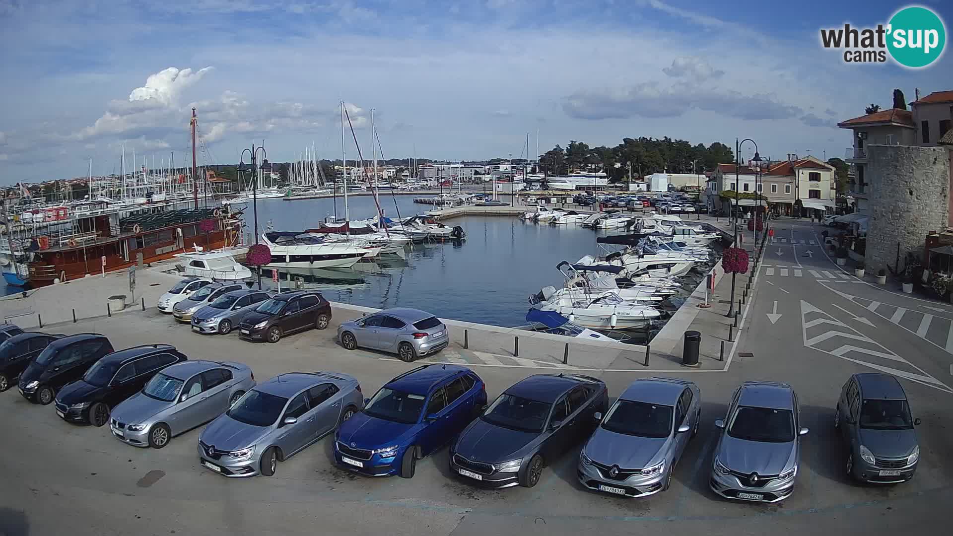Novigrad | Porporela marina