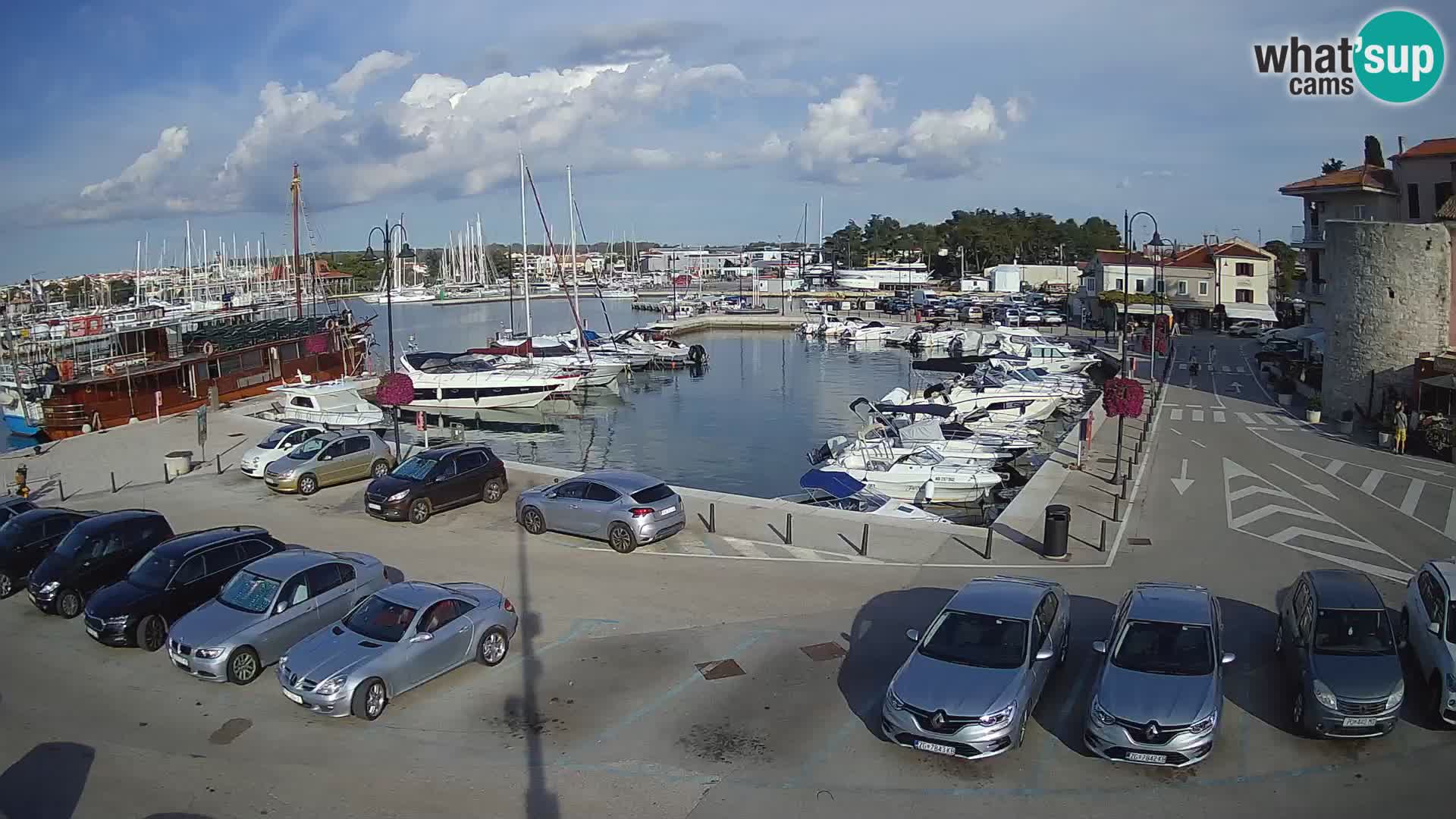 Novigrad | Porporela marina