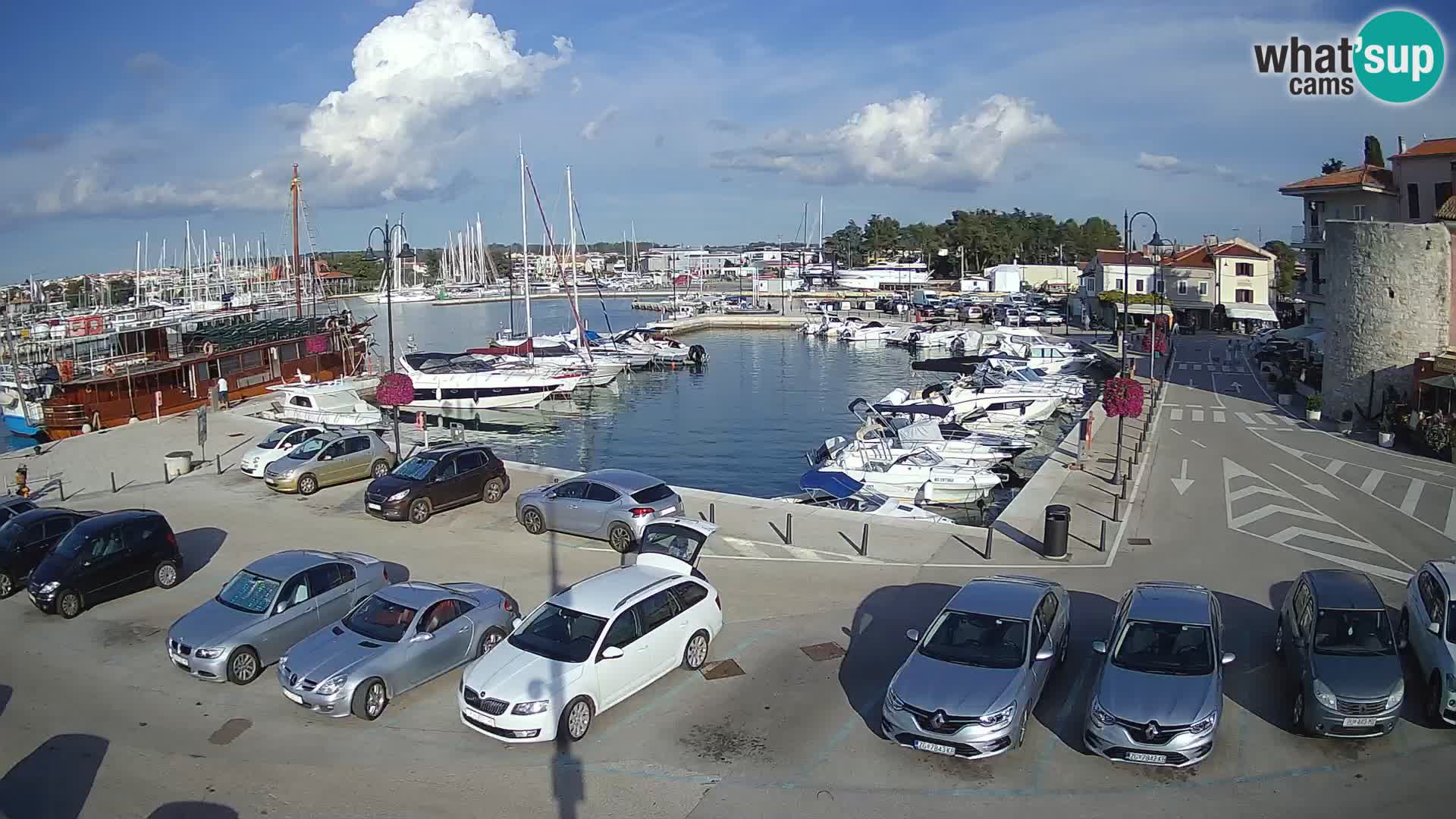 Novigrad | Porporela marina