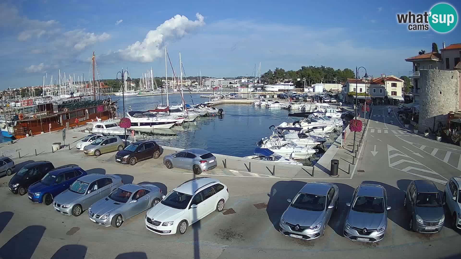 Novigrad | Porporela marina