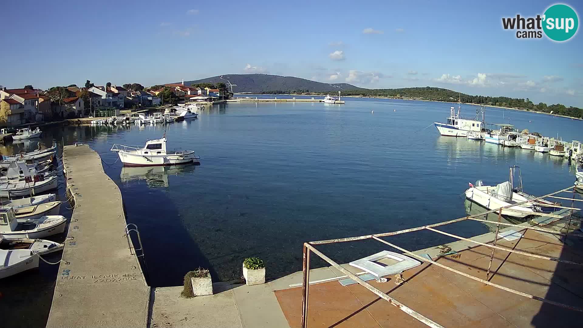 Livecam Asinello – San Piero