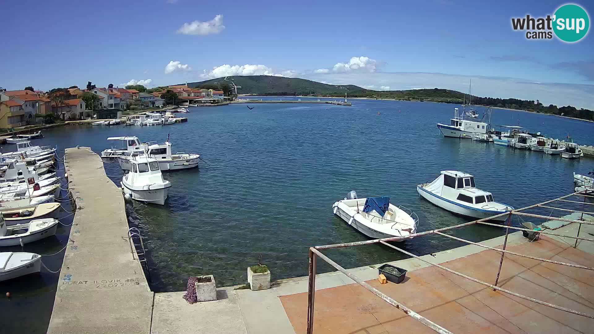 Livecam Asinello – San Piero