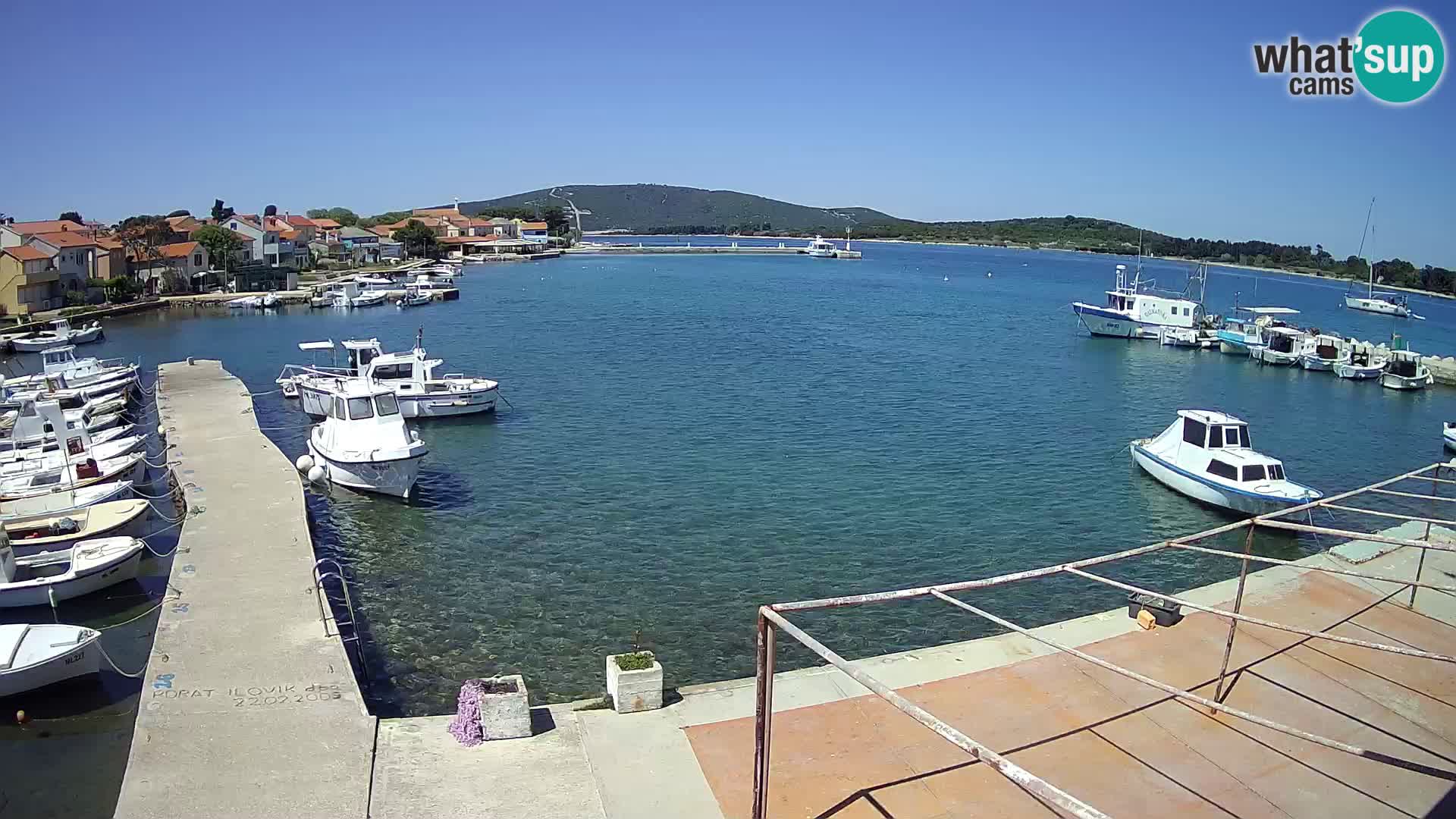 Livecam Asinello – San Piero