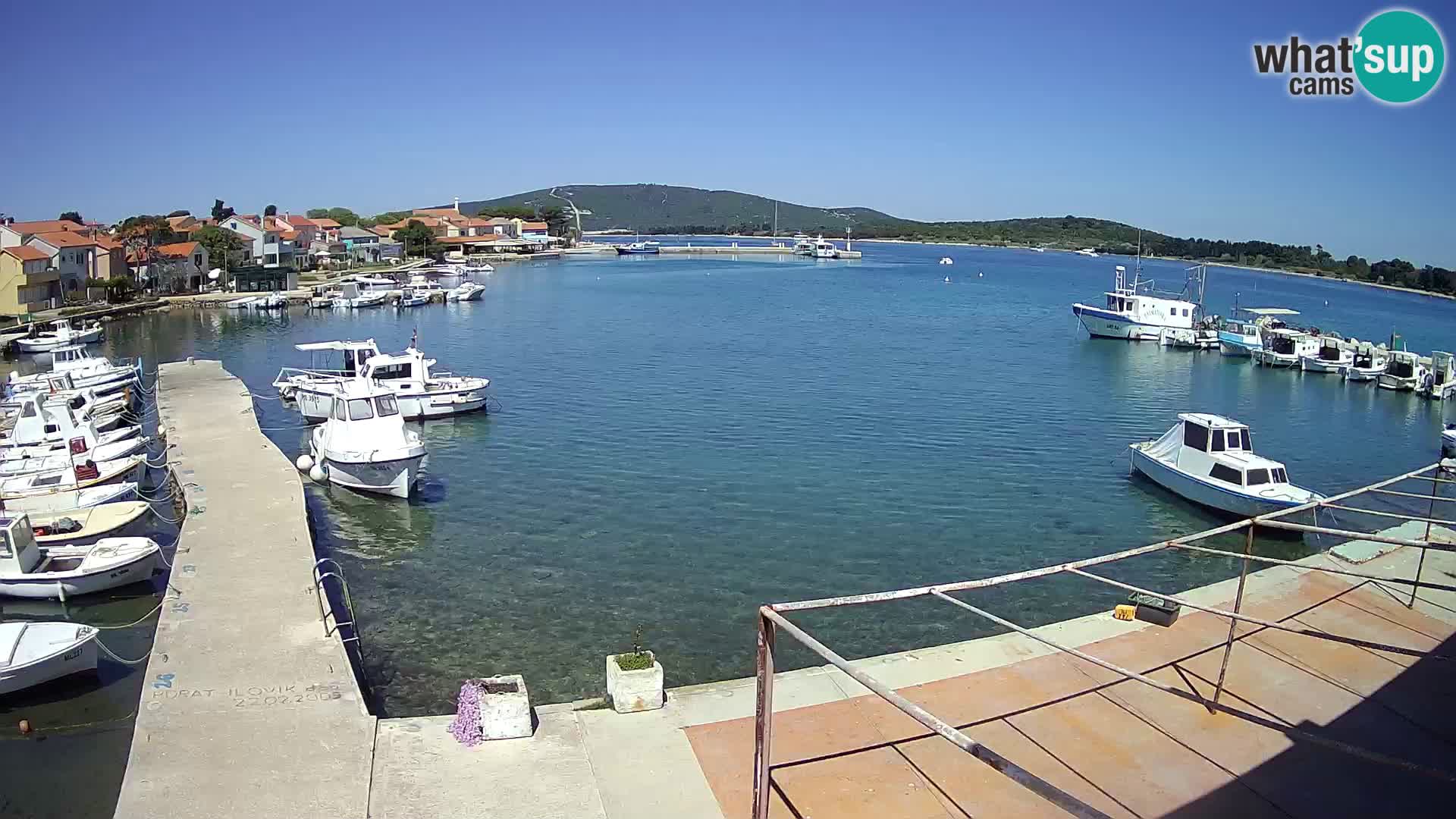 Livecam Asinello – San Piero