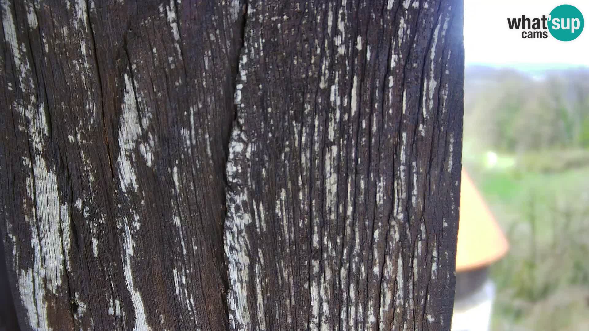 Webcam Karlstadt Burg Dubovac – Liveblick auf das historische Wahrzeichen