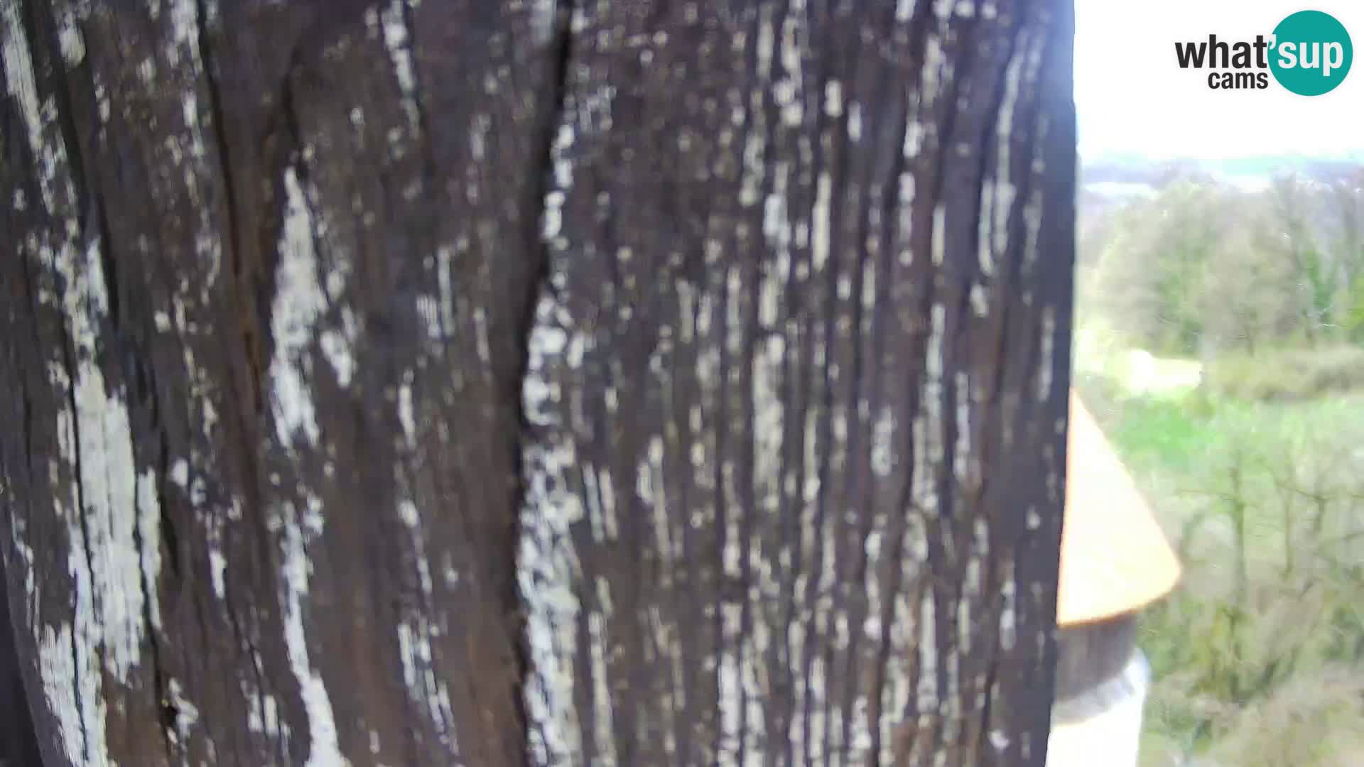 Webcam Karlovac Dubovac Castle – Live View of Karlovac’s Historic Landmark