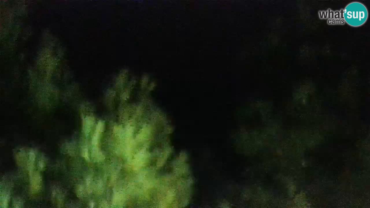 Lumbarda Resort camera en vivo Korčula