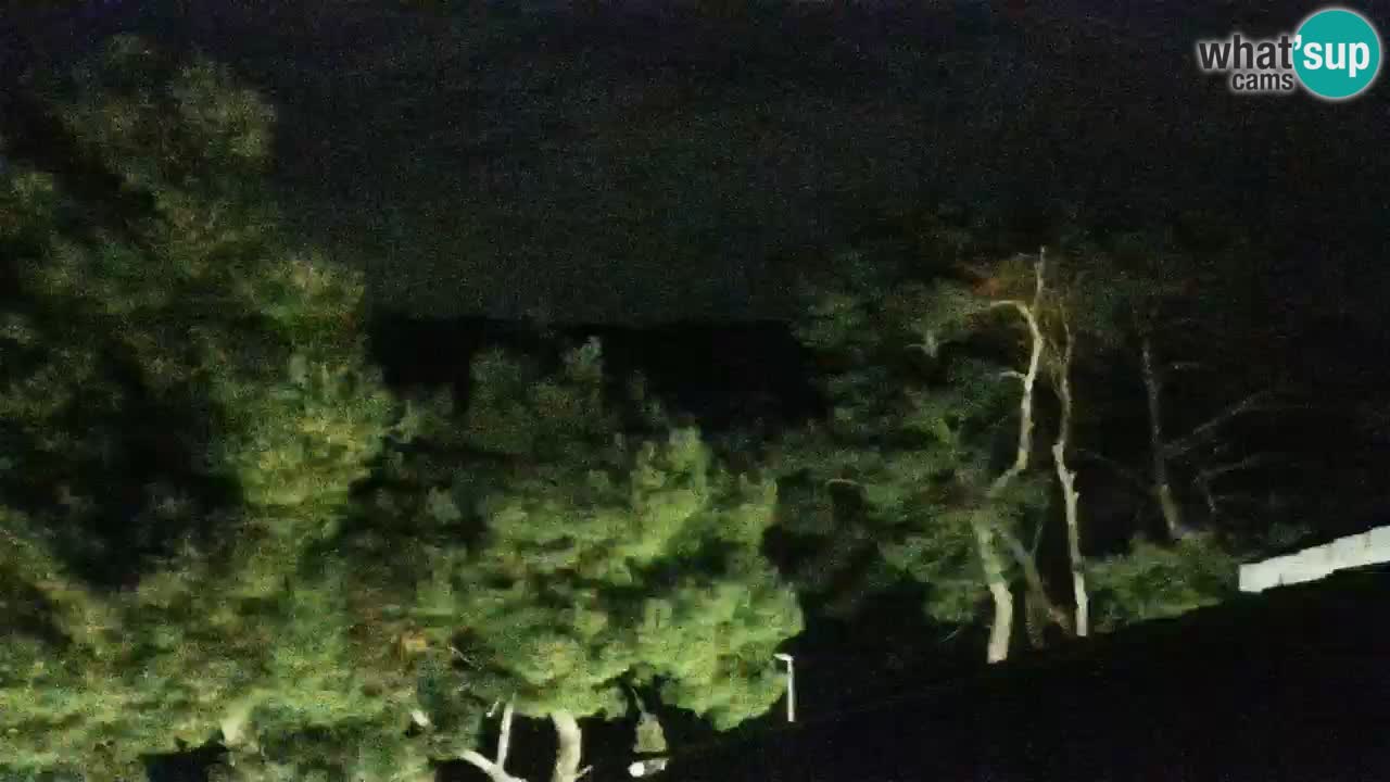 Lumbarda Resort camera en vivo Korčula