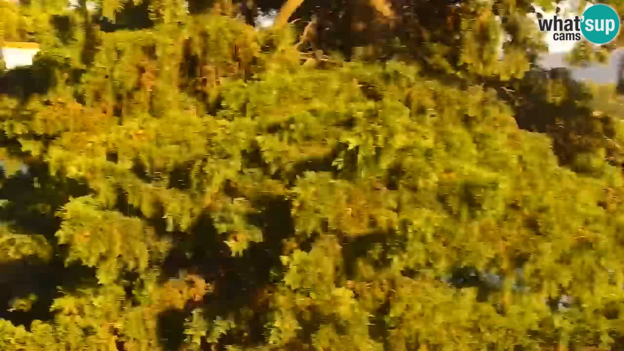 Lumbarda Resort camera en vivo Korčula