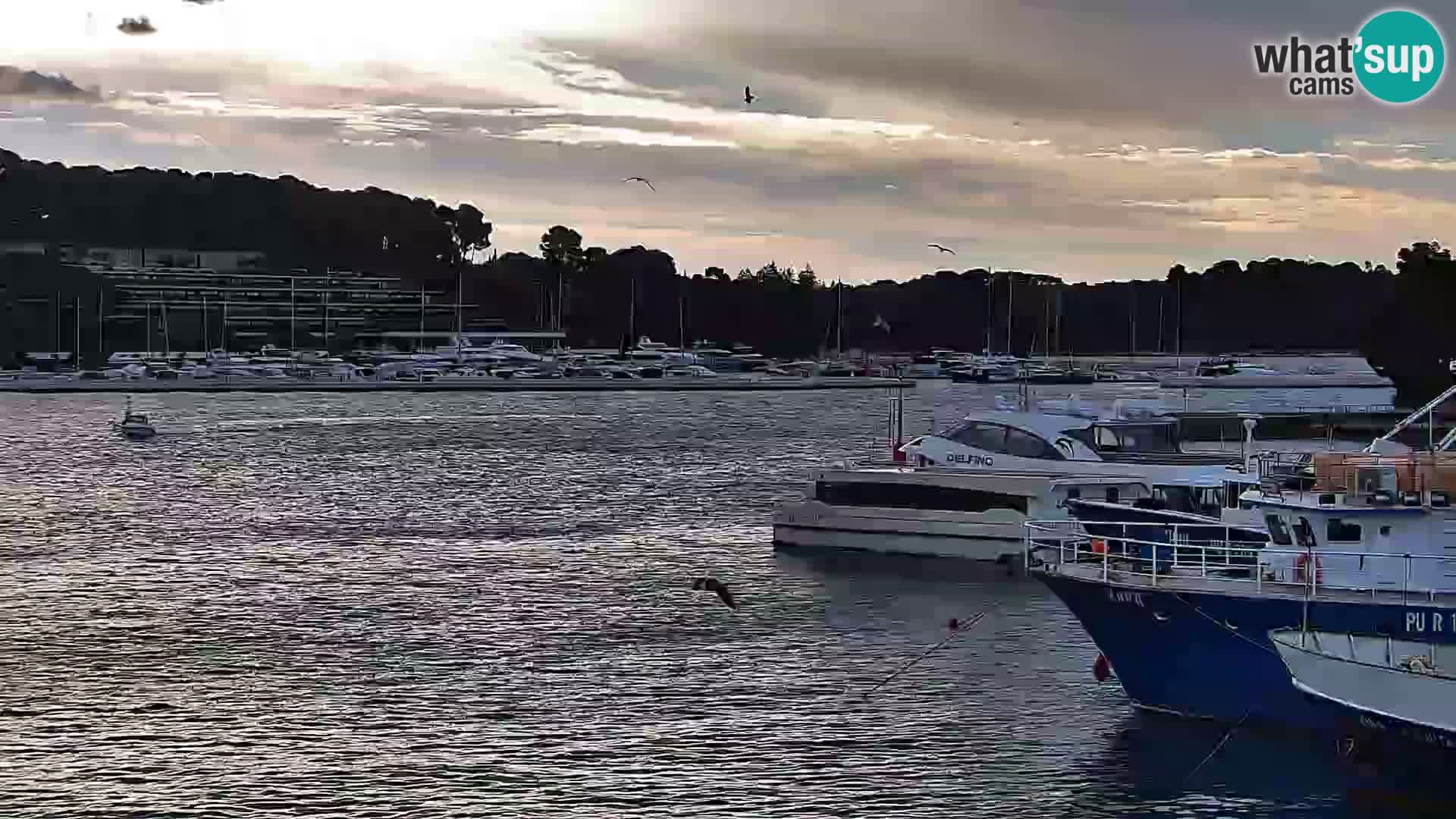 Webcam Rovigno marina | Lungomare | Rovinj Croazia