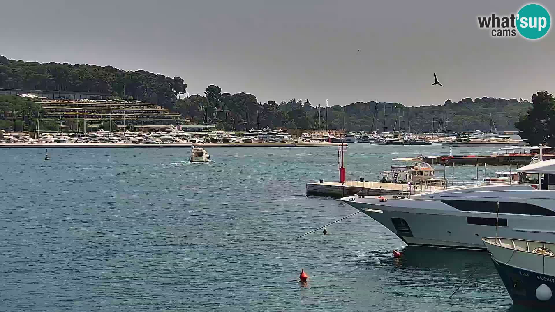 Rovinj webcam promenade and marina – Istria – Croatia