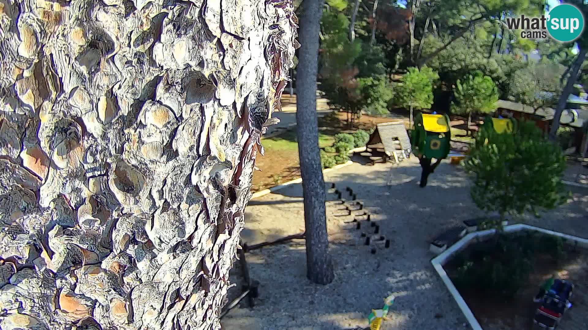 Webcam Borik Strand Rovinj – Istrien