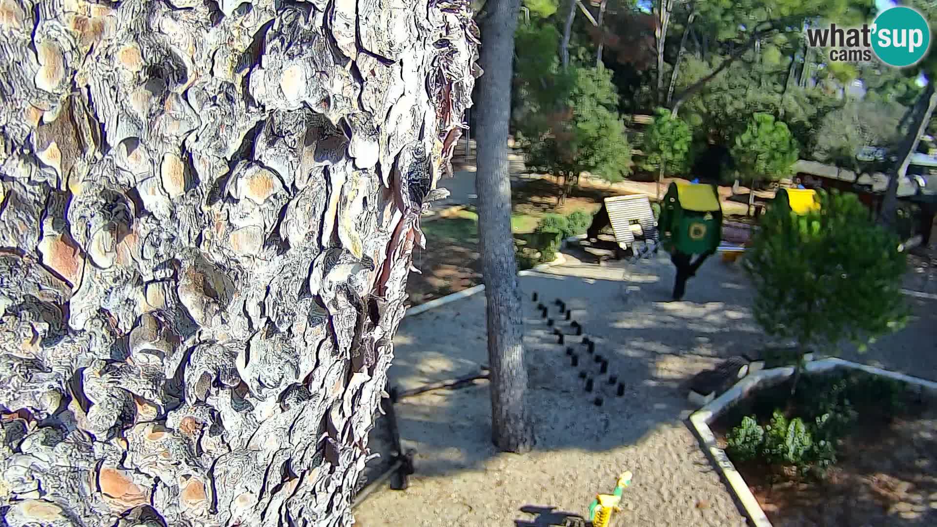 Camera en vivo Borik playa Rovinj – Istria