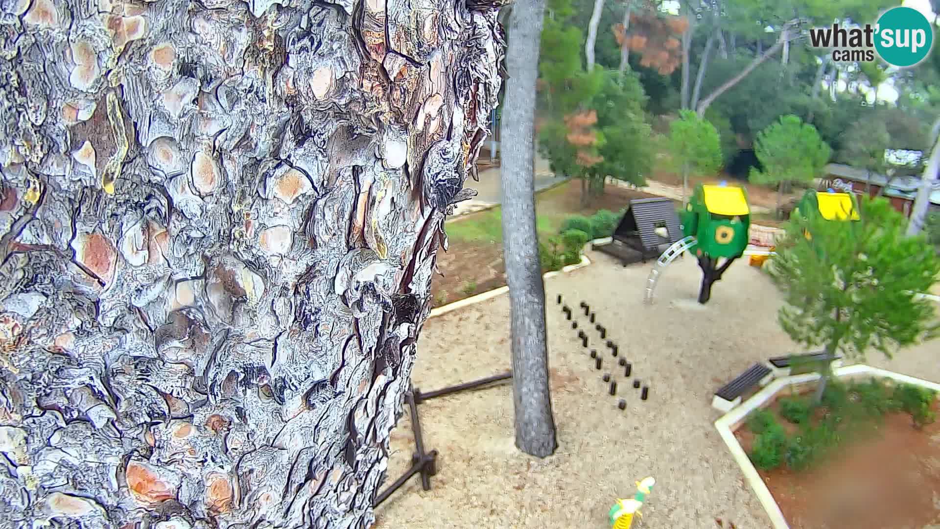 Webcam Spiaggia Borik a Rovigno – Istria