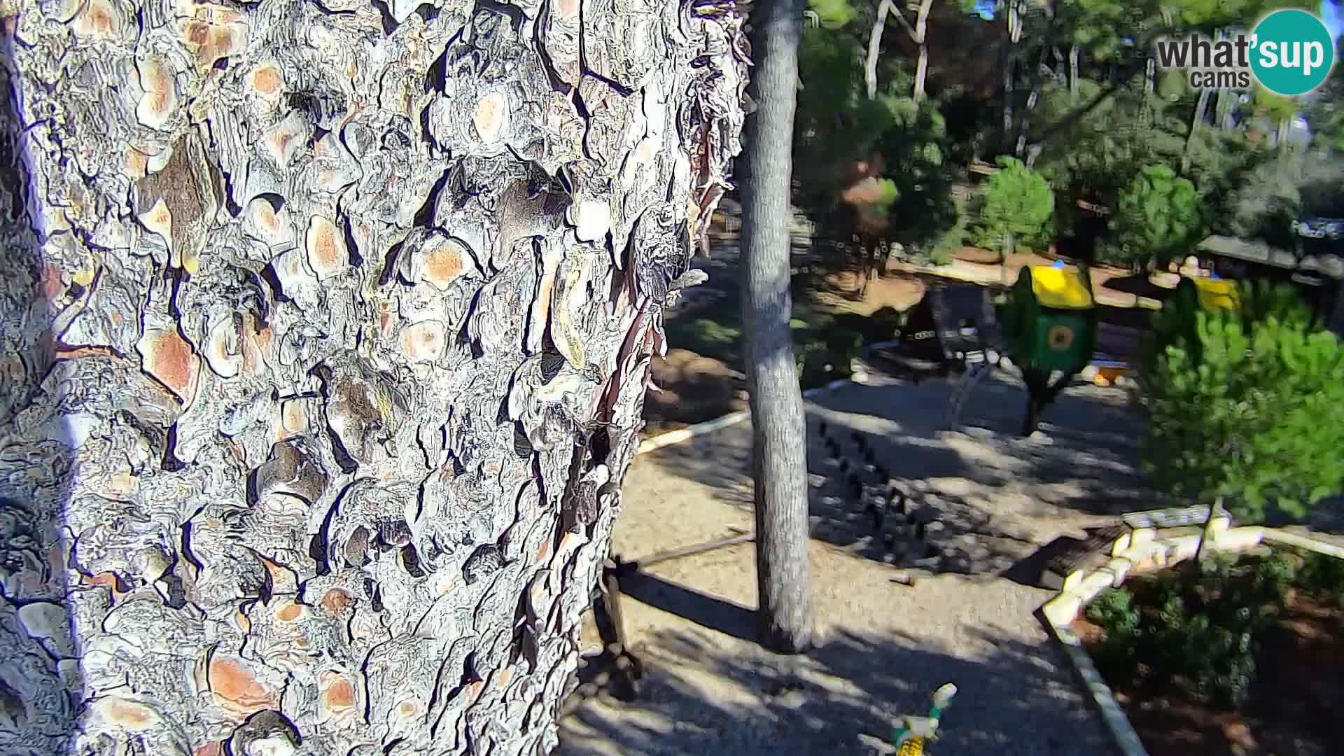 Webcam Borik Strand Rovinj – Istrien