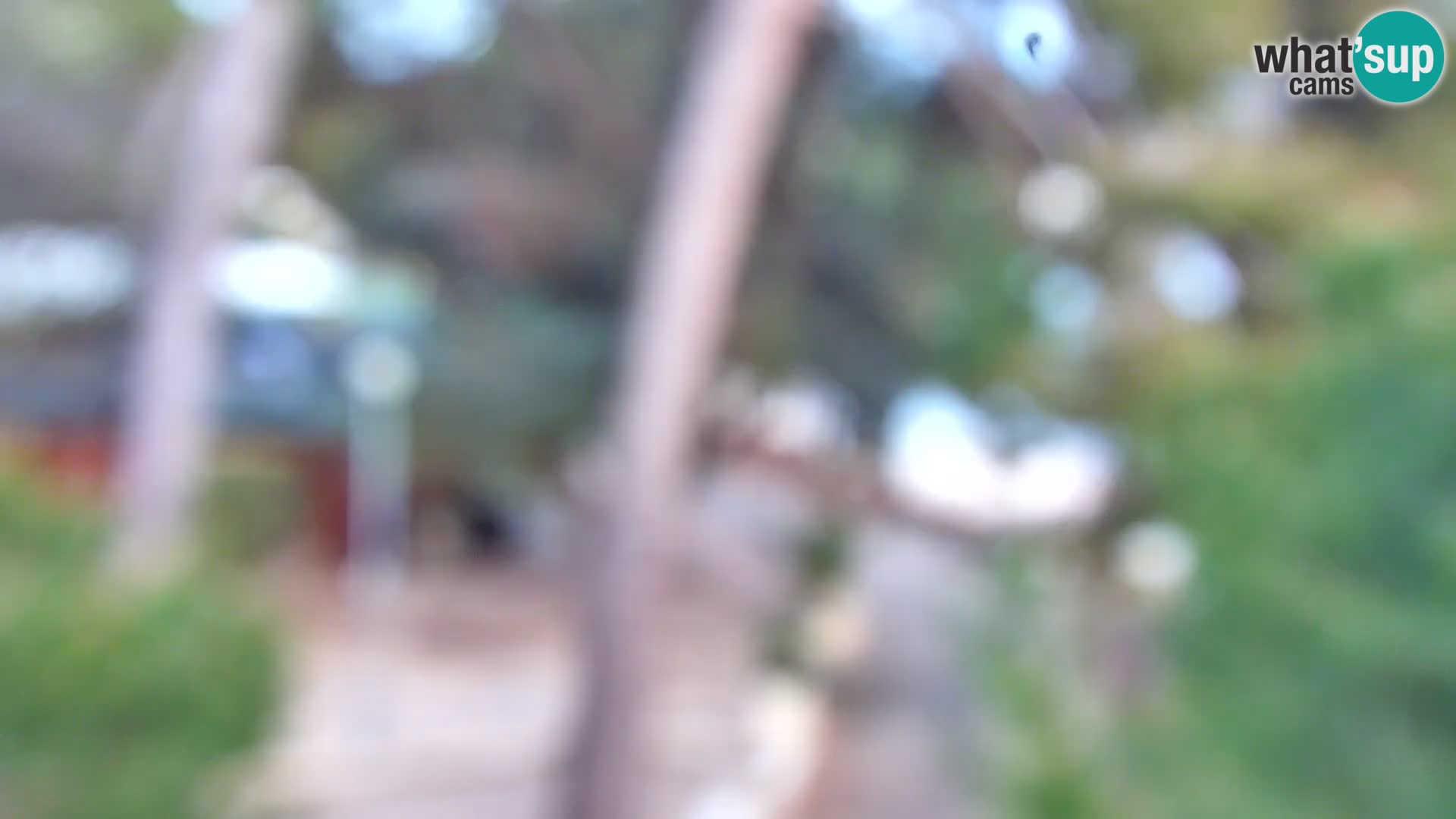 Spletna kamera plaža Borik Rovinj