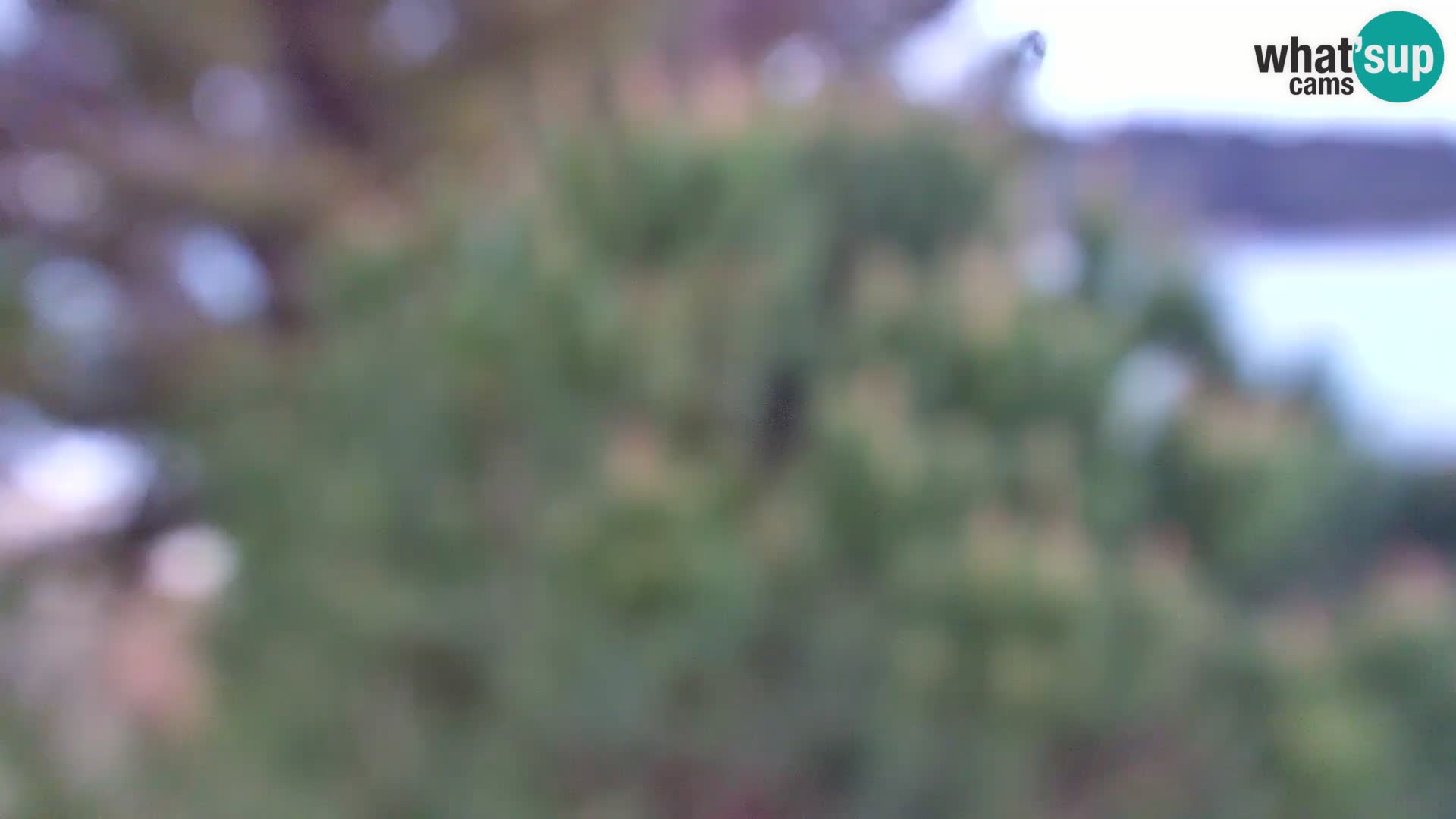 Camera en vivo Borik playa Rovinj – Istria