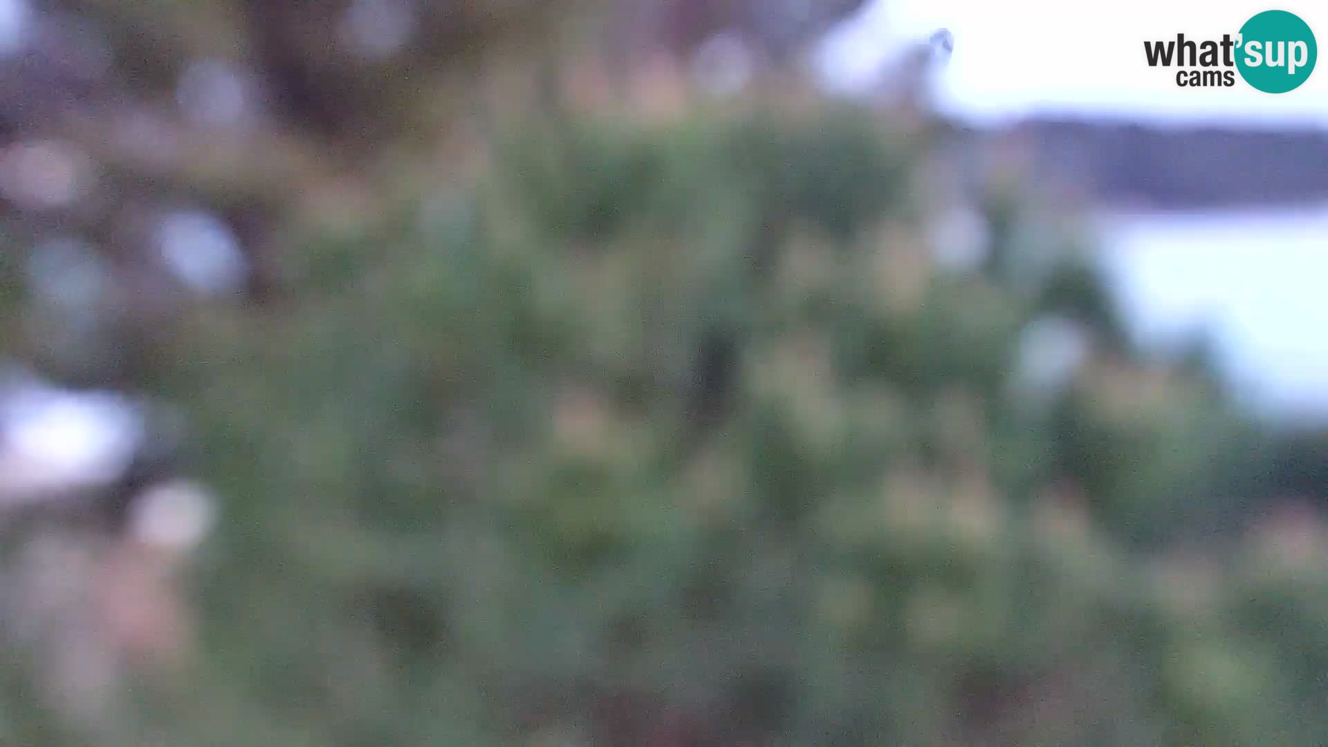 Camera en vivo Borik playa Rovinj – Istria