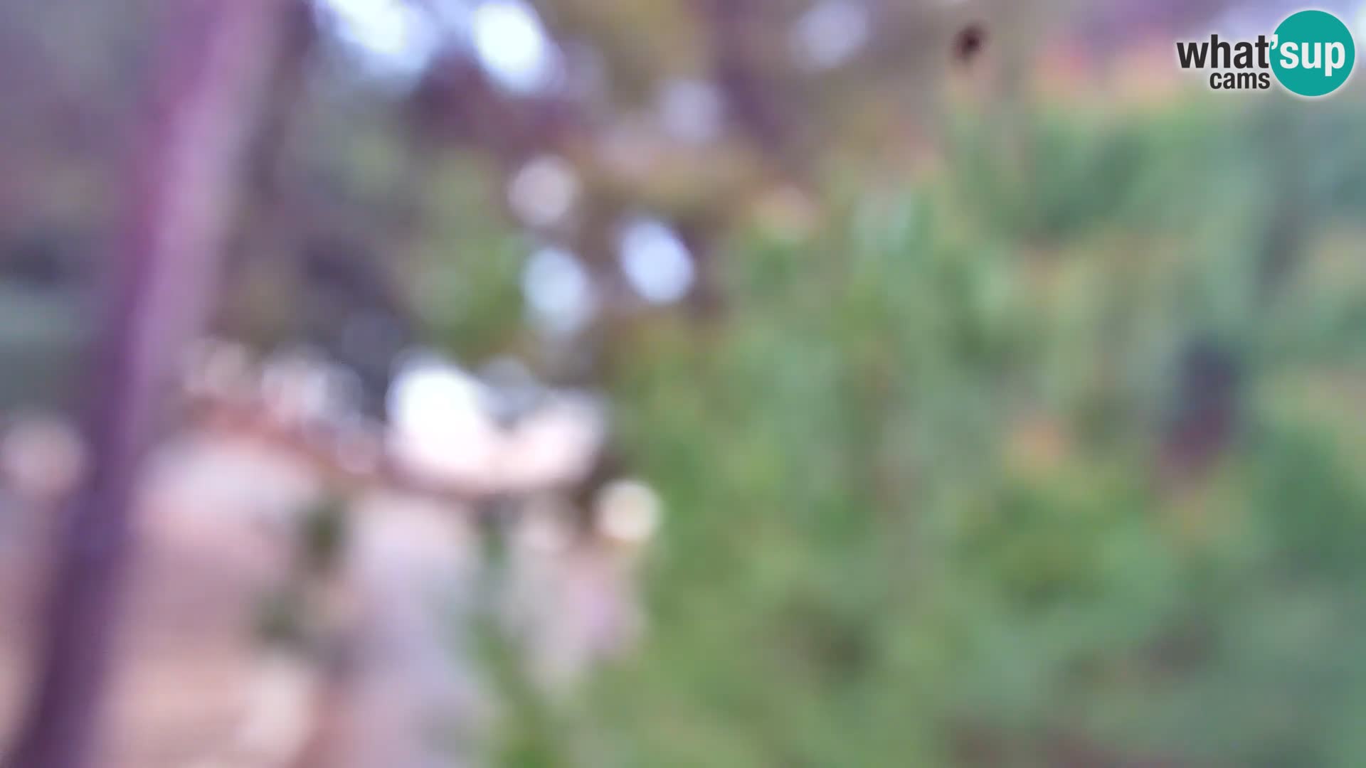 Camera en vivo Borik playa Rovinj – Istria