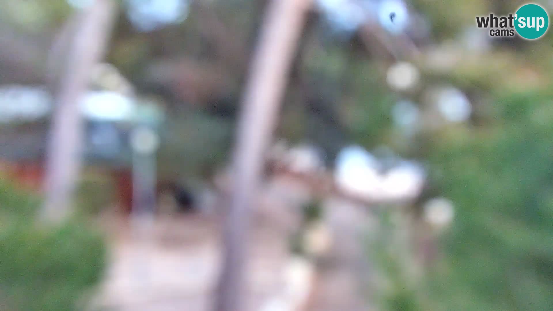 Camera en vivo Borik playa Rovinj – Istria