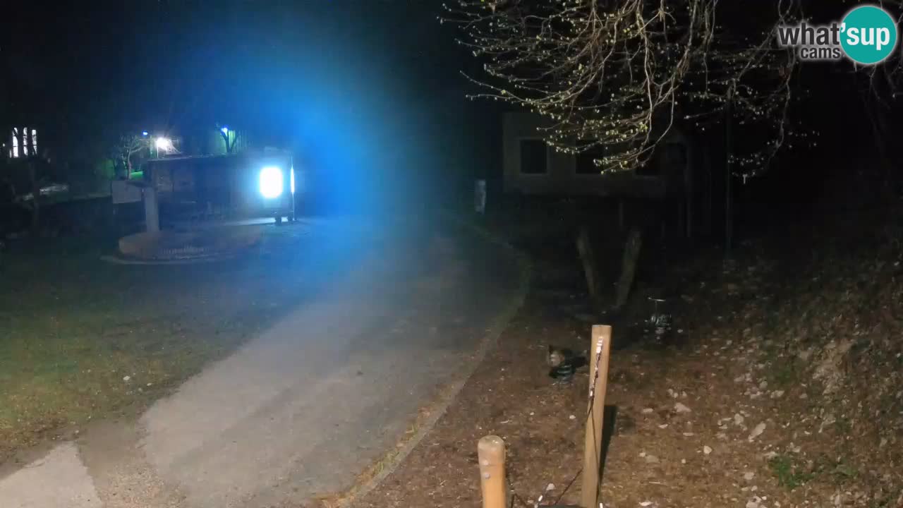 Skrad webcam Zeleni Vir