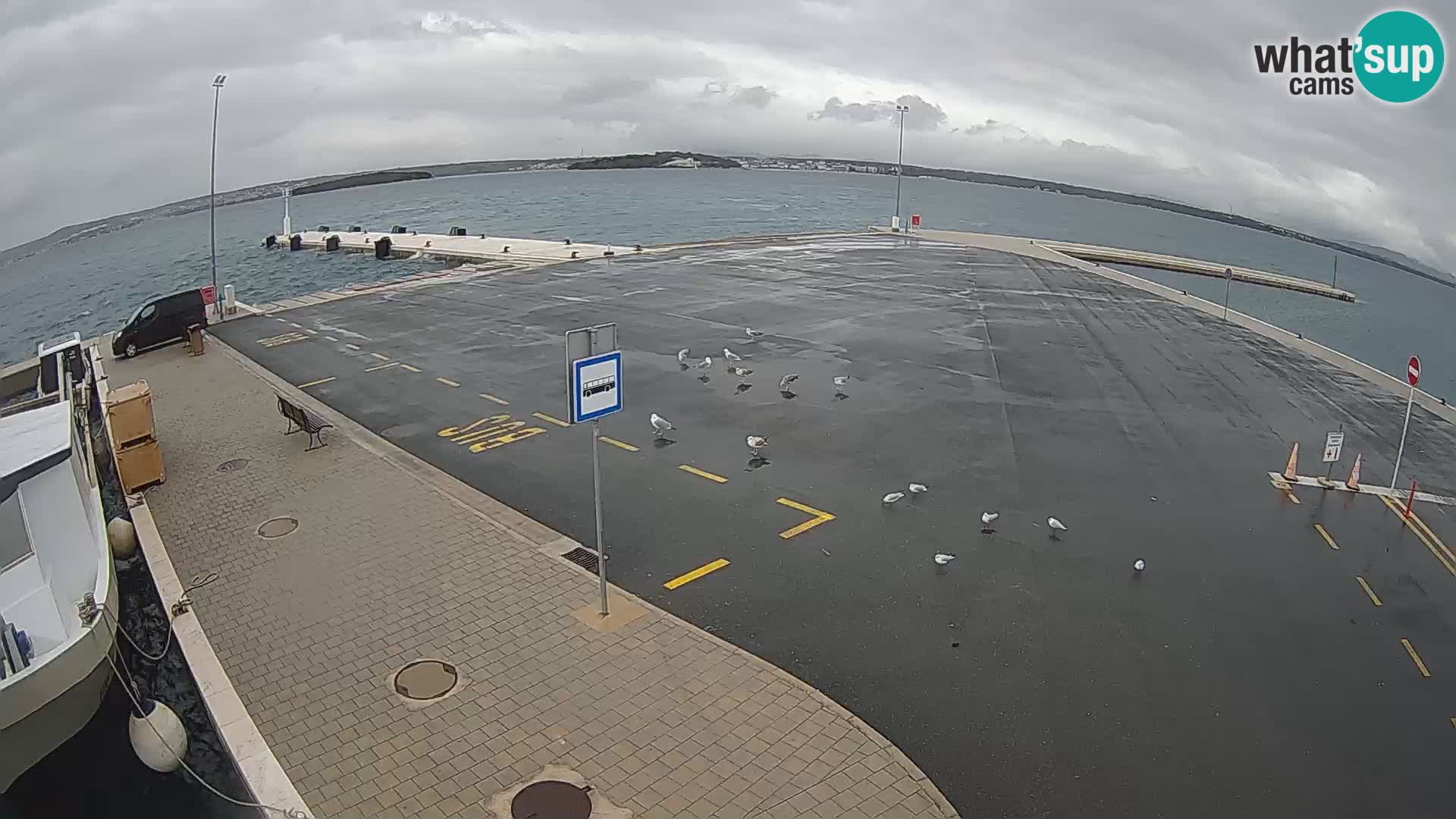 Tkon v živo – trajekt – Dalmacija – Hrvaška