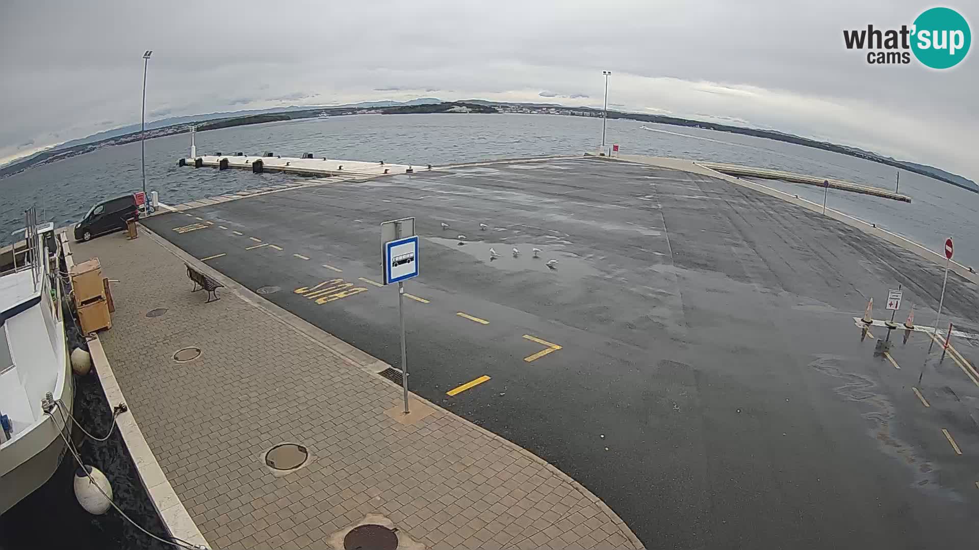 Tkon v živo – trajekt – Dalmacija – Hrvaška