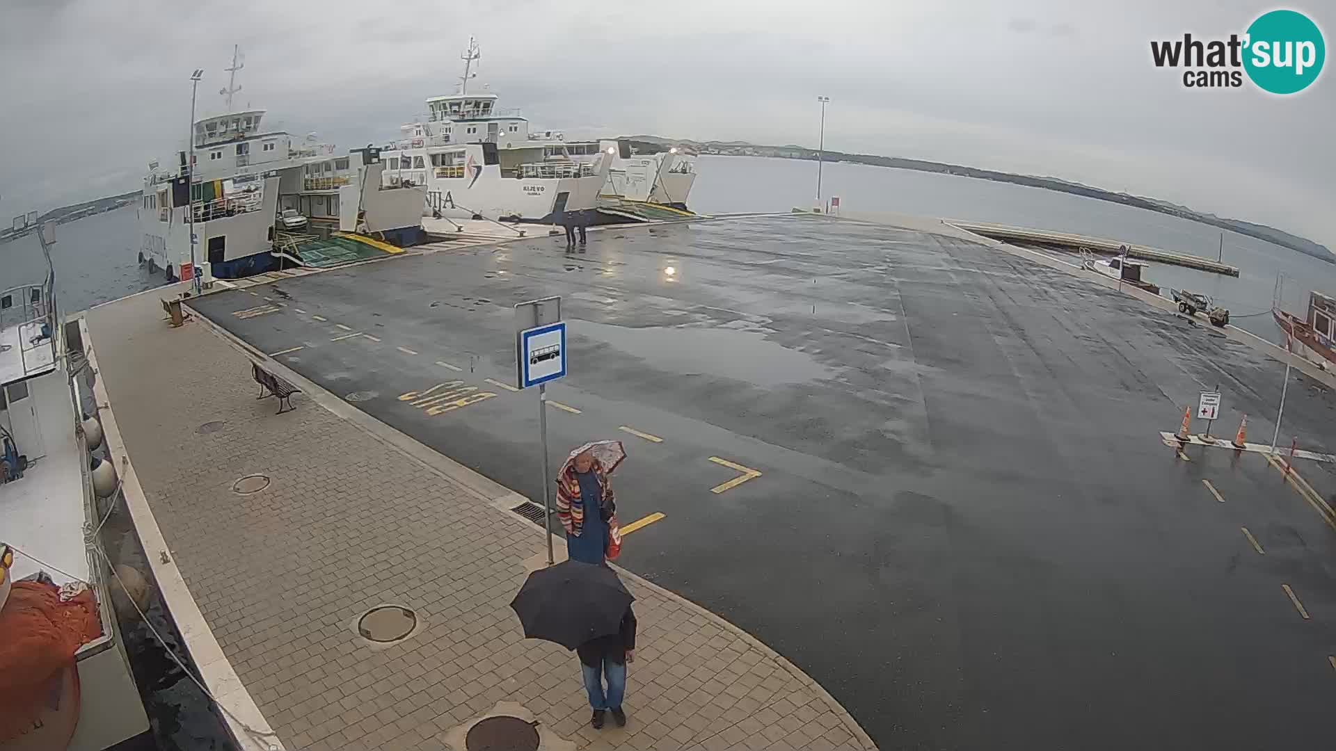 Tkon v živo – trajekt – Dalmacija – Hrvaška