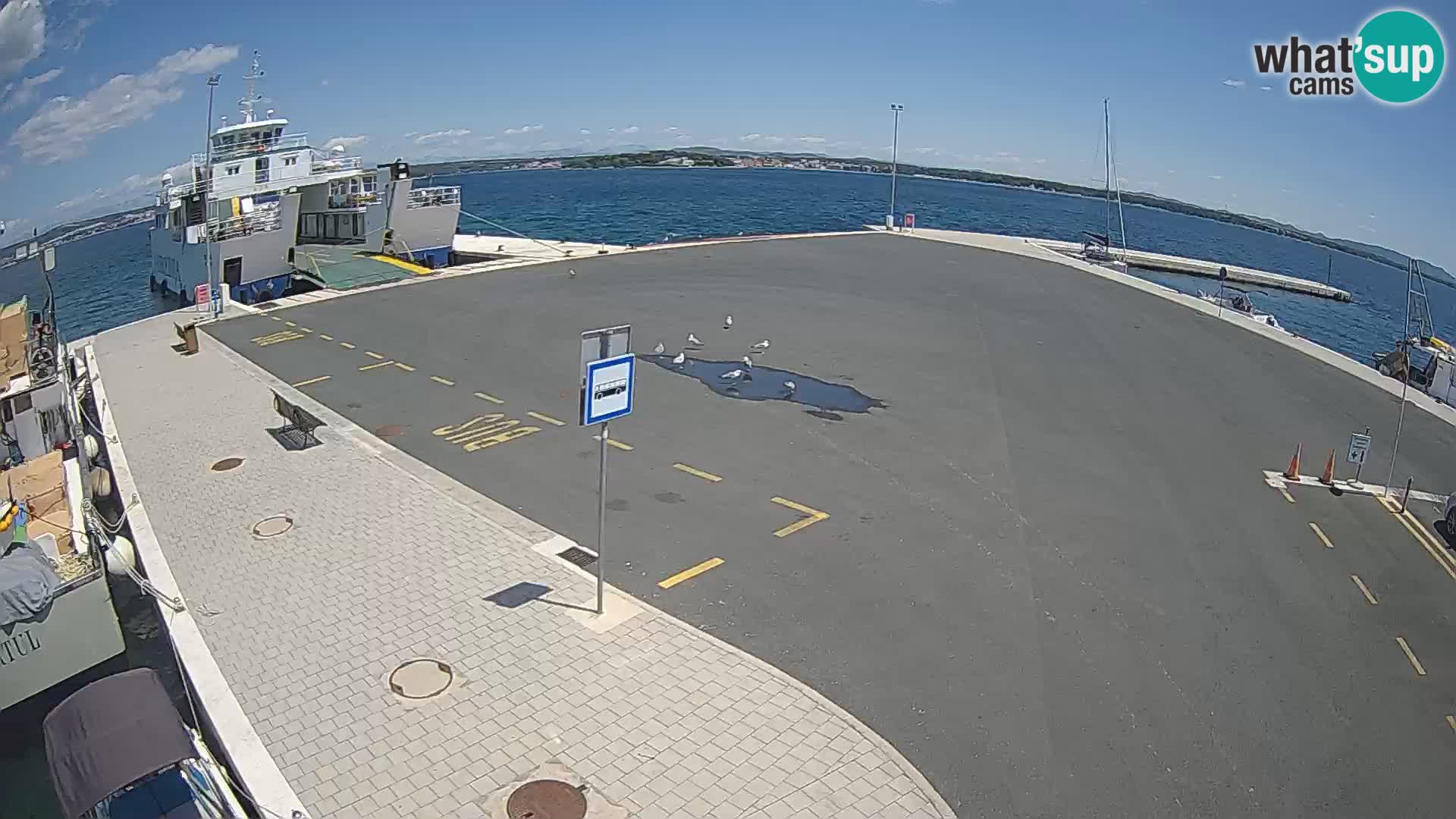 Tkon v živo – trajekt – Dalmacija – Hrvaška